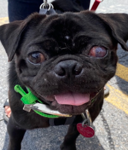Venom, a black ten week old pug